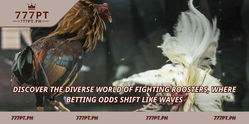 Discover the diverse world of fighting roosters, where betting odds shift like waves.