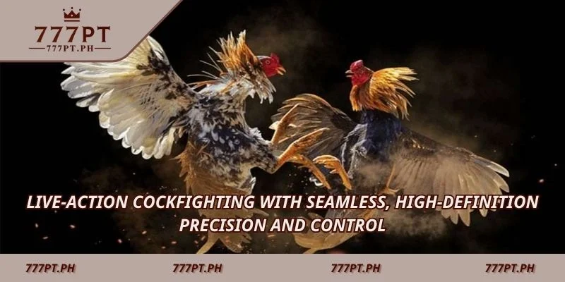 Live-action cockfighting with seamless, high-definition precision and control